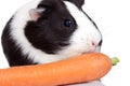 Guinea pig eating a carrot Royalty Free Stock Photo