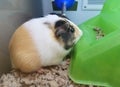 A guinea pig eating food in the cage Royalty Free Stock Photo