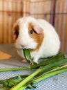 Guinea pig eating fresh grass in a cage