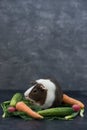 Guinea pig eating fresh vegetables Royalty Free Stock Photo