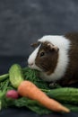 Guinea pig eating fresh vegetables Royalty Free Stock Photo