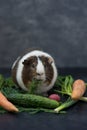 Guinea pig eating fresh vegetables Royalty Free Stock Photo