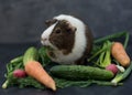 Guinea pig eating fresh vegetables Royalty Free Stock Photo