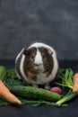 Guinea pig eating fresh vegetables Royalty Free Stock Photo