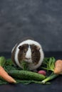 Guinea pig eating fresh vegetables Royalty Free Stock Photo