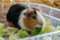 guinea pig eating lettuce in a plasticbottomed cage Royalty Free Stock Photo