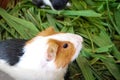 A guinea pig eating some food Royalty Free Stock Photo