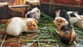 A group of guinea pig eating some food Royalty Free Stock Photo