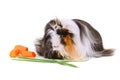 Guinea pig eating vegetables Royalty Free Stock Photo