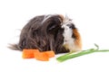 Guinea pig eating vegetables Royalty Free Stock Photo