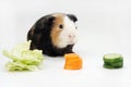 guinea pig eating vegetables. cabbage carrot cucumber Royalty Free Stock Photo