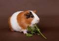 Guinea-pig is eating verdure