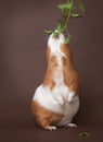 Guinea-pig is eating verdure standing on back foots Royalty Free Stock Photo