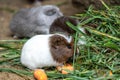 Guinea pig eats carrot Cavia aperea f. porcellus .