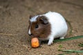 Guinea pig eats carrot Royalty Free Stock Photo