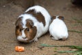 Guinea pig eats carrot Royalty Free Stock Photo