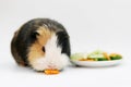 guinea pig eats a cucumber carrots on a white background top view. Pets, food, care. Royalty Free Stock Photo