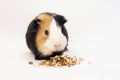 Guinea pig eats grain and feed Royalty Free Stock Photo