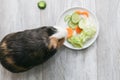 guinea pig eats a green salad cucumber carrots on a white background top view. Pets, food, care. Royalty Free Stock Photo