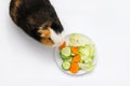 guinea pig eats a green salad cucumber carrots on a white background top view. Pets, food, care. Royalty Free Stock Photo