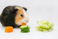 guinea pig eats a green salad cucumber carrots on a white background top view. Pets, food, care. Royalty Free Stock Photo