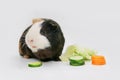 guinea pig eats a green salad cucumber carrots on a white background top view. Pets, food, care. Royalty Free Stock Photo