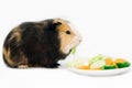 guinea pig eats a green salad cucumber carrots on a white background top view. Pets, food, care. Royalty Free Stock Photo