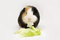 guinea pig eats a green salad on a white background. Pets, food, care. Royalty Free Stock Photo