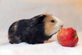 guinea pig eats red apple Royalty Free Stock Photo