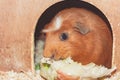 guinea pig that eats salad Royalty Free Stock Photo