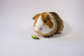 Sweet, cute guinea pig eats cucumber in close view, closeup shot. Brown, white, curious  pet, guinea pig, white background Royalty Free Stock Photo