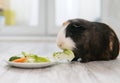 guinea pig eats vegetables from plates . food, care. Royalty Free Stock Photo