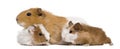 Guinea pig family Royalty Free Stock Photo