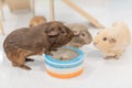 Guinea pig family is eating food happily Royalty Free Stock Photo