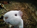 Guinea pig in farm at Digha