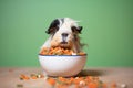 guinea pig with food bowl between paws Royalty Free Stock Photo