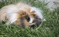 Guinea pig Royalty Free Stock Photo