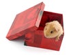 Guinea pig in a gift box