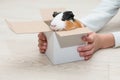 Guinea pig in gift boxin child hands. Animal care concept with copy space Royalty Free Stock Photo