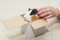 Guinea pig in gift boxin child hands. Pet as a birthday present for kids. Royalty Free Stock Photo