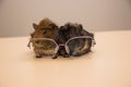 Guinea pig in glasses Royalty Free Stock Photo