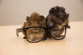 Guinea pig in glasses Royalty Free Stock Photo