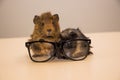 Guinea pig in glasses Royalty Free Stock Photo