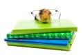 Guinea pig with glasses on a stack of schoolbooks Royalty Free Stock Photo