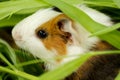 Guinea pig in the grass, close-up Royalty Free Stock Photo