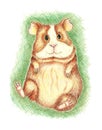 Guinea pig in the grass with colored pencils Royalty Free Stock Photo