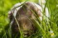 Guinea pig in the grass eating.