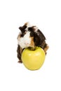 Guinea pig on a green apple