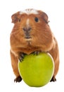 Guinea pig and green apple