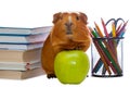 Guinea pig, green apple and school supplies